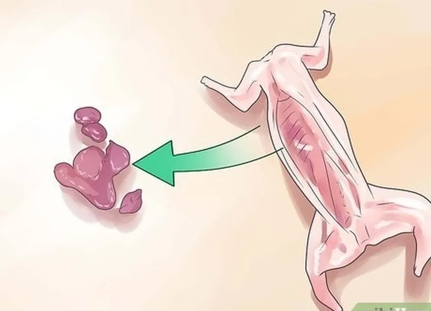 addım 2 orqanları tutan membranı ayırın.