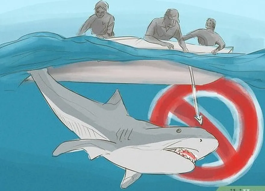 addım 6 don't ever bother or harass sharks.