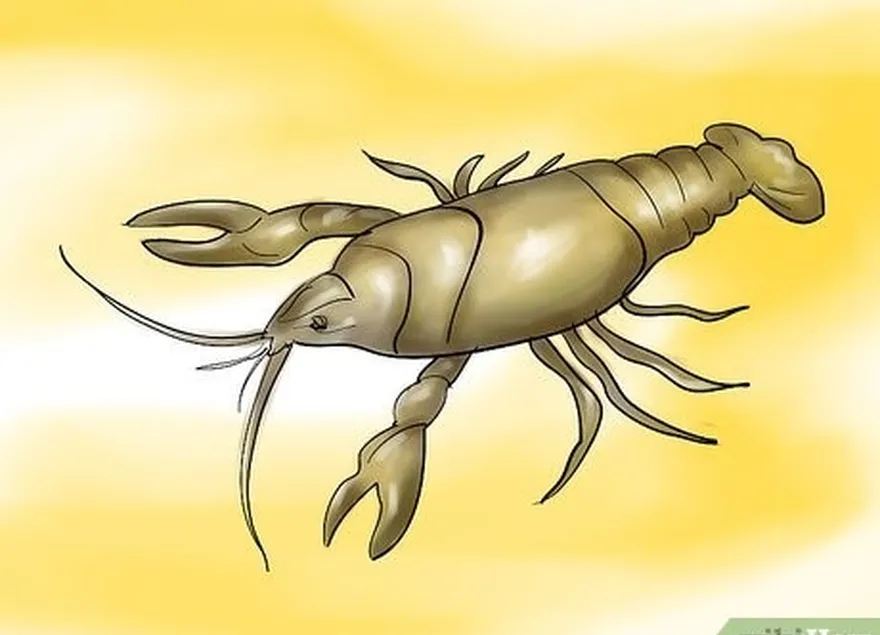 addım 3 crayfish ilə müəyyən növləri çəngəl edin.