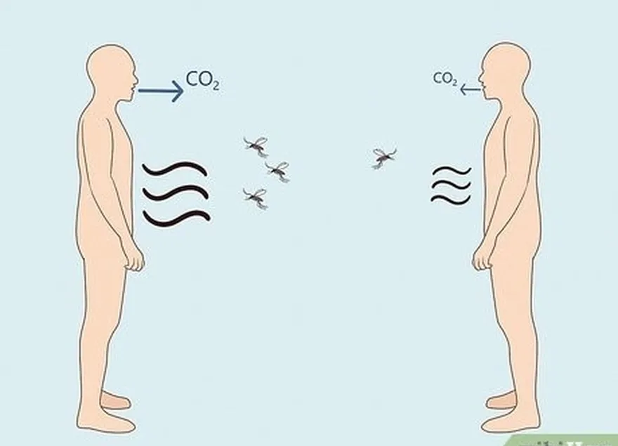 daha çox laktik turşu və co2 yayan insanlar daha çox ağcaqanad cəlb edir.