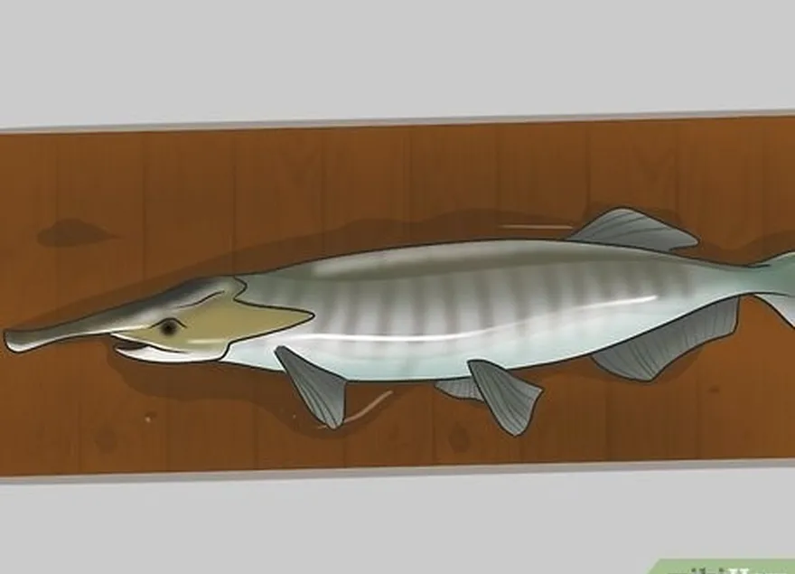 paddlefish addım 11.jpeg