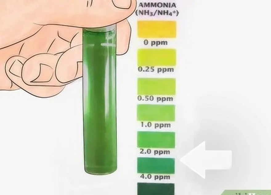 addım 4 ammonyak səviyyəsini təxminən üç ppm-də saxlamağa çalışın.