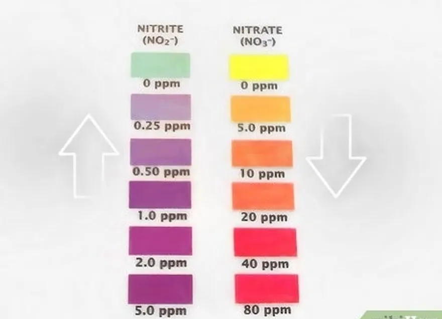 addım 6 nitritlərdə qəfil bir damla və nitratların artmasını gözləyin.