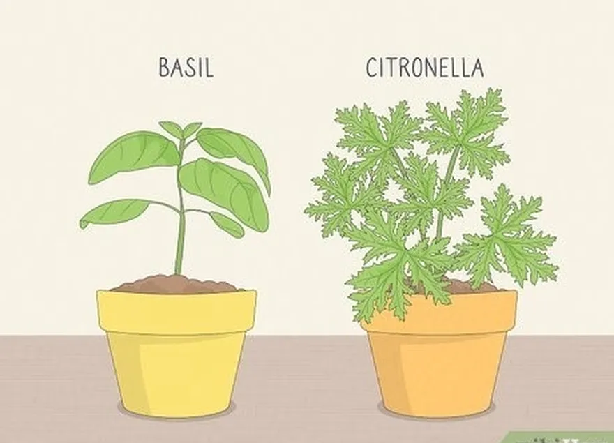 addım 5 ağcaqanadların keçdiyi bitkiləri yerləşdirin't enjoy, like citronella and basil.