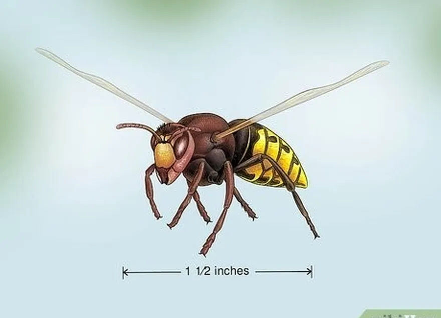 avropa hornetləri böyük sarı gödəkçələrə bənzəyir, lakin qırmızı başlıdır.