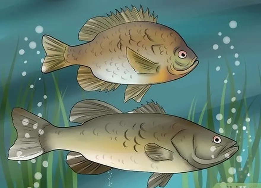 addım 3 bluegill və largemouth bas balığın populyasiyasını qoruyun.