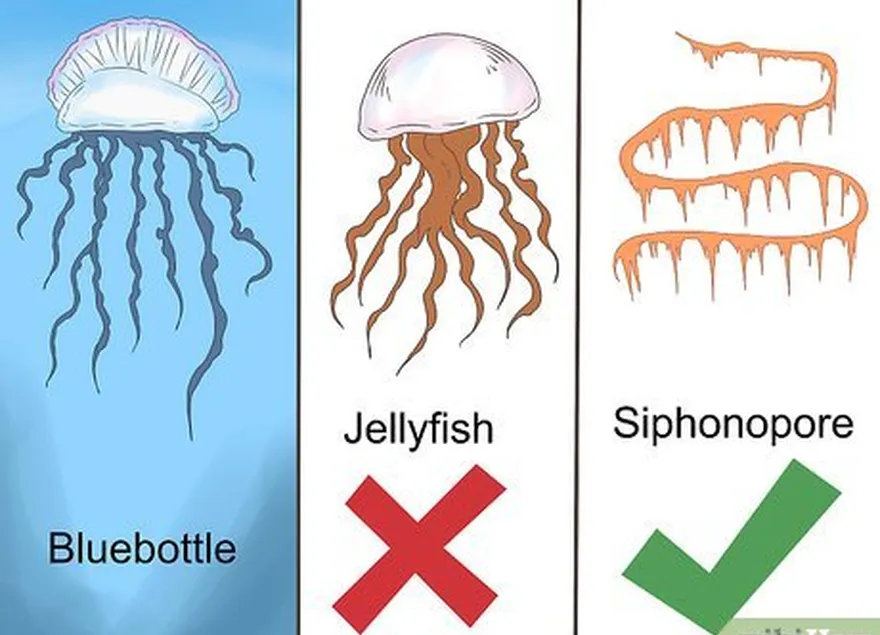 addım 1 bluebottle, həqiqətən bir meduza deyil, əslində bir sifonophoradır.