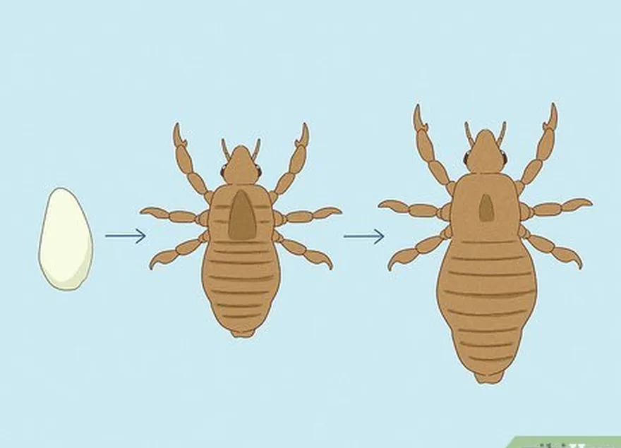 pubic lice, ümumiyyətlə cinsiyyət bölgəsində görülən kiçik parazitlərdir.